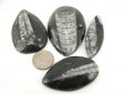 Orthoceras Fossil, Polished, GeoCenter Size - 50 Pieces