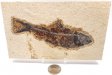 A Grade Fish Fossil #23