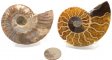 Ammonite Pair, Polished #2