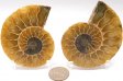 Ammonite Pair, Polished #3