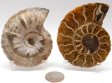 Ammonite Pair, Polished #6