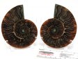 Ammonite Pair, Polished - 3 Inch