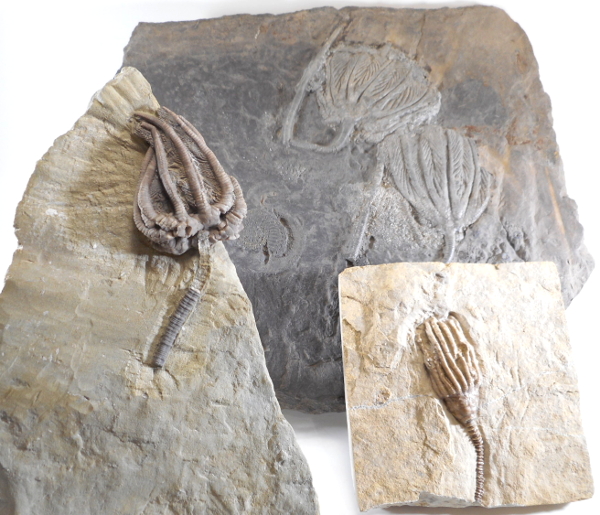 Crinoid Fossils