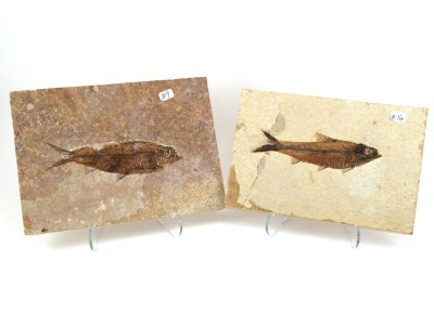 Fossil Fish, A Grade