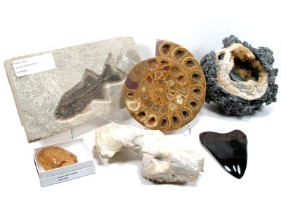 Exotic Fossils