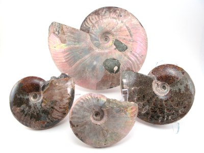 Opalized Ammonites