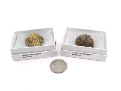 Brachiopod Fossil, Medium, Gift Box - 5 Pieces