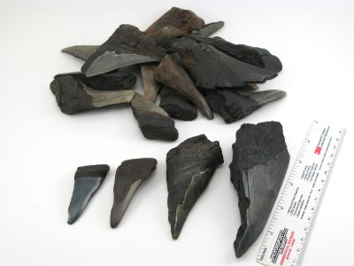 Megalodon Tooth Half - 2 Pounds