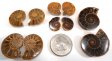 Ammonite Jewelry Pairs - 5, 25 or 100 Pair