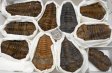 Trilobites Half Flat #1