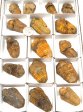 Trilobites Half Flat #1