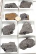 Garnet in Schist Half Flat #1