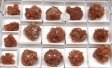 Aragonite 'Stars' Half Flat #1