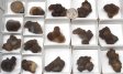 Botryoidal Chalcedony Half Flat #2