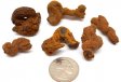 Coprolite 6 Piece Lot