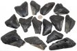 Megalodon Tooth Scrap Lot #2