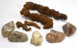 Coprolite ( Fossil Dung )