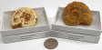Ammonite, Natural, Large, Gift Box - 5 Pieces