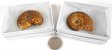 Ammonite Fossil, Large, Gift Box - 5 Pieces
