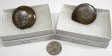Ammonite, Polished, Large, Gift Box - 5 Pieces