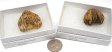 Fossil Brachiopod, Large, Gift Box - 5 Pieces