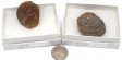 Clam Fossil, Large, Gift Box - 5 Pieces