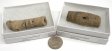 Crinoid Stem Fossil, Large, Gift Box - 5 Pieces