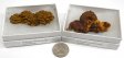 Coprolite ( Fossil Dung ), Large, Gift Box - 5 Pieces