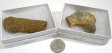 Coral Fossil, Large, Gift Box - 5 Pieces