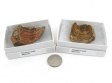 Trilobite Fossil, Large, Gift Box - 5 Pieces