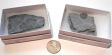 Trilobite Fossil, Utah, Large, Gift Box - 5 Pieces