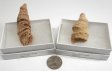 Horn Coral Fossil, Large, Gift Box - 5 Pieces