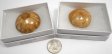 Sea Urchin Fossil, Polished, Large, Gift Box - 5 Pieces