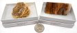 Petrified Wood, Large, Gift Box - 5 Pieces