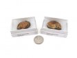 Ammonite Fossil, Natural, Medium, Gift Box - 5 Pieces