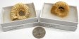 Ammonite, Natural, Medium, Gift Box - 5 Pieces