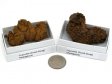 Coprolite (Fossil Dung), Medium, Gift Box - 5 Pieces