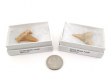 Shark Tooth Fossil, Medium, Gift Box - 5 Pieces