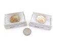 Sea Urchin Fossil, Gift Box, Medium - 5 Pieces
