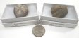 Sea Urchin Fossil, Medium, Gift Box - 5 Pieces