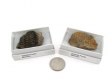 Trilobite Fossil, Gift Box, Medium - 5 Pieces