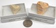 Horn Coral Fossil, Medium, Gift Box - 5 Pieces