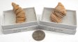 Horn Coral Fossil, Medium, Gift Box - 5 Pieces