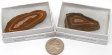 Fossil Stromatolite Slice, Medium, Gift Box - 5 Pieces