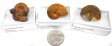 Ammonite Fossil, Small, Gift Box - 5 Pieces