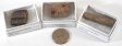 Crinoid Stem Fossil, Small, Gift Box - 5 Pieces