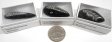 Orthoceras Fossil, Polished, Small, Gift Box - 5 Pieces