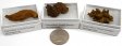 Coprolite ( Fossil Dung ), Small, Gift Box - 5 Pieces