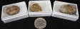 Trilobite Fossil, Style 2, Small, Gift Box - 5 Pieces