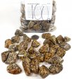 Dalmatian Jasper, Tumble Polished, GeoCenter Size - 100 Pieces